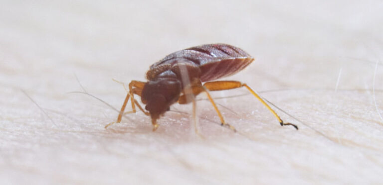 What Is Bed Bug Treatment Cost? All The Information You Need To Know