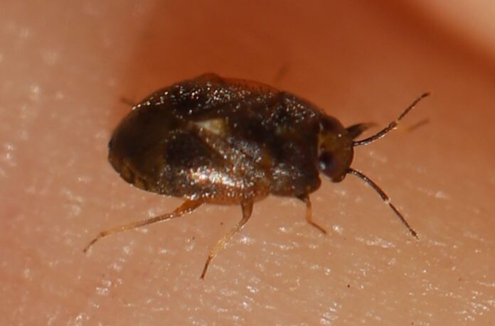 black bugs that look like bed bugs