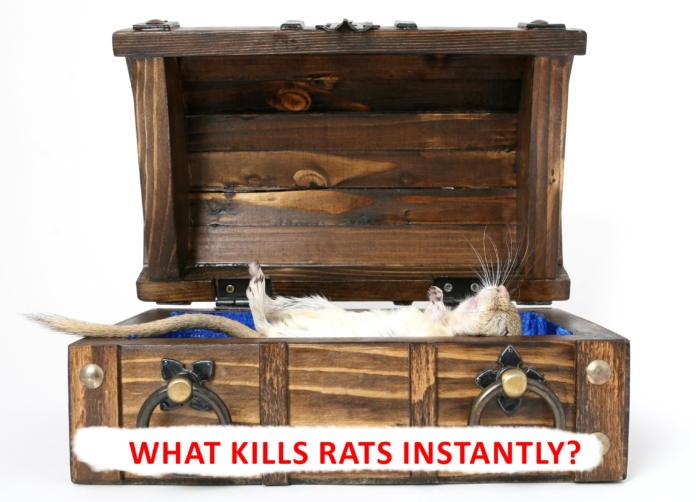 What kills rats instantly?