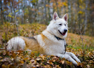 Why a Dog First Aid Kit is Important During the Winter: Here’s What You Need to Know Dog First Aid Kit