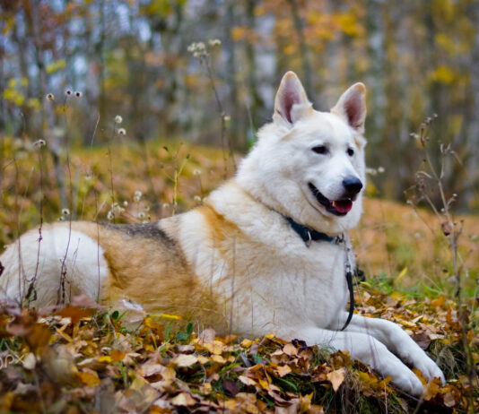 Why a Dog First Aid Kit is Important During the Winter: Here’s What You Need to Know Dog First Aid Kit