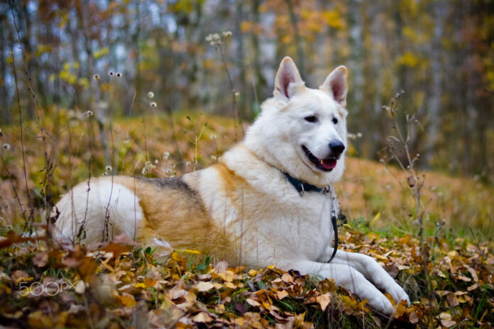 Why a Dog First Aid Kit is Important During the Winter: Here’s What You Need to Know Dog First Aid Kit